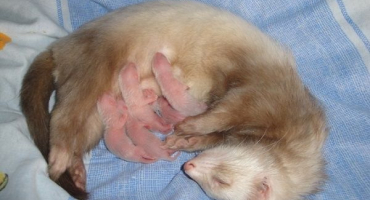 Těhotenství a porod fretky: jak se starat o fenku a její potomky